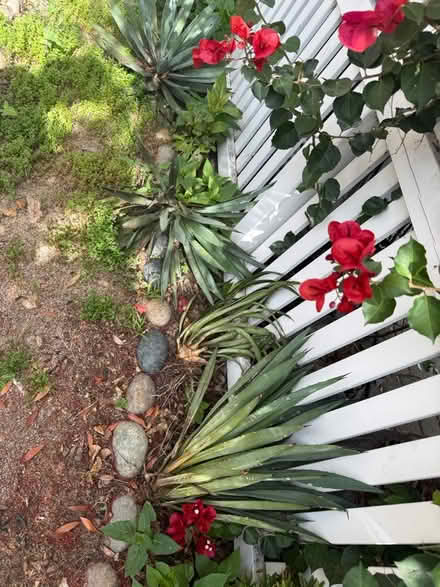 Photo of free Full size agave plants (Alameda) (West side) #2
