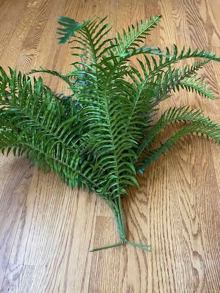 Photo of free Fake Fern plant (Butler, NJ) #2