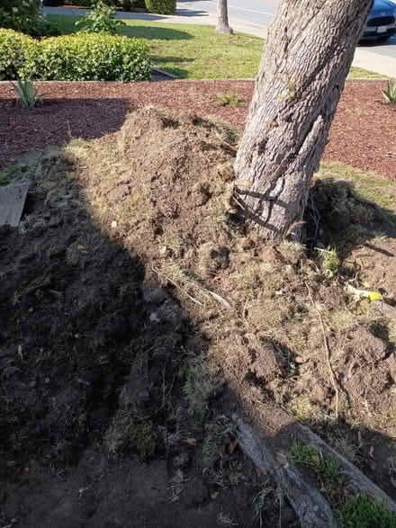 Photo of free Soil (Birdland) #1