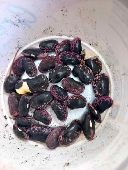 Photo of free Runner beans (New Malden KT3) #1