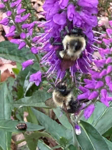 Photo of Perennial plants / pollinators (North Reading) #3