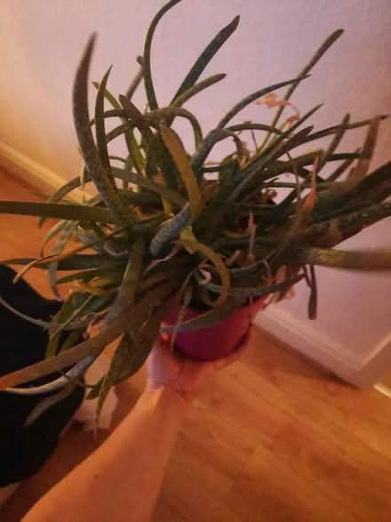 Photo of free Aloe Vera and pot (Whalley range M16 7) #1