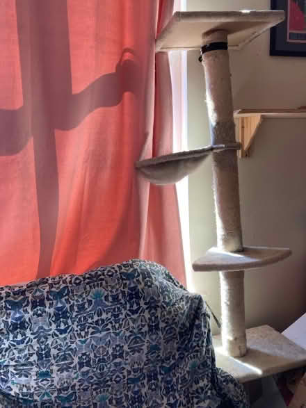 Photo of free Very tall cat tree (M14 Longsight) #1