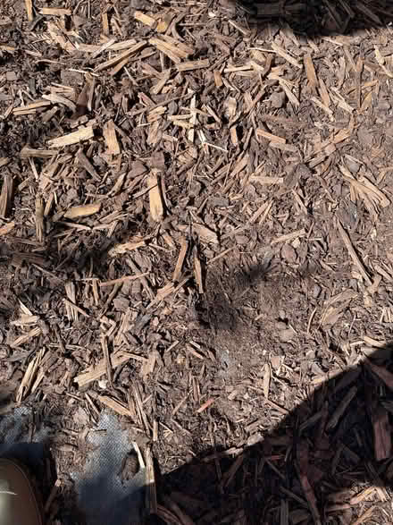 Photo of free Bark (Thame OX9) #1