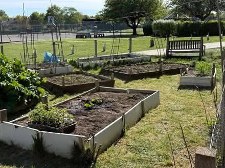 Photo of Vegetable seedlings (Aston SG2) #2