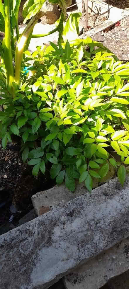 Photo of free Pond plants. (Welling DA16) #1