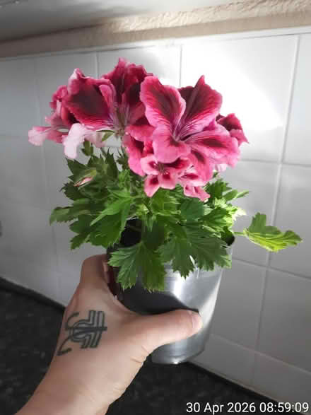 Photo of free French pelargonium in Ø11.5cm pot (Edgwarebury Lane) #1