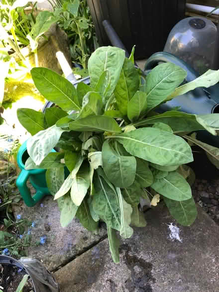 Photo of free Evening primrose plants (Blewbury OX11) #1