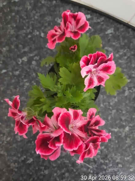 Photo of free French pelargonium in Ø11.5cm pot (Edgwarebury Lane) #3