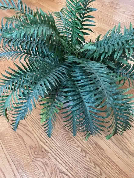 Photo of free Fake Fern plant (Butler, NJ) #1