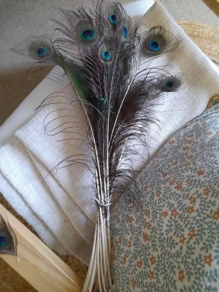 Photo of free Peacock feathers (Larkhall, Bath BA1) #1