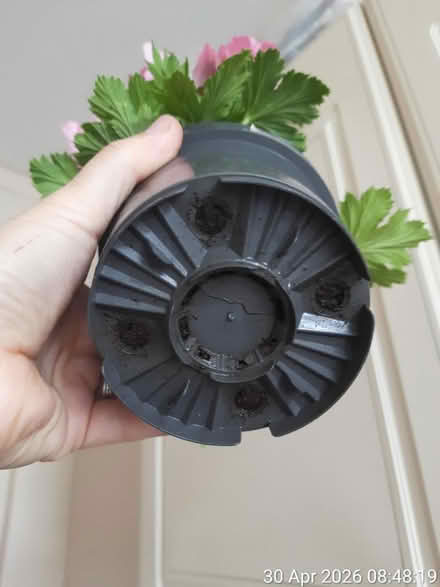 Photo of free French pelargonium in Ø11.5cm pot (Edgwarebury Lane) #4