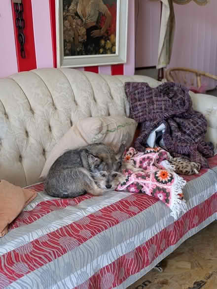 Photo of free Cream Sofa! Dog etc not included (TN38 Marina) #1