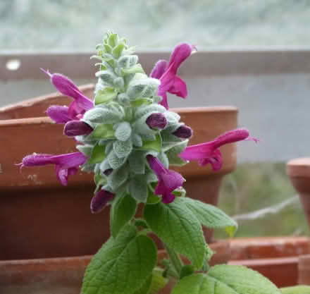Photo of free Salvia leucocephla (Paignton TQ4) #1