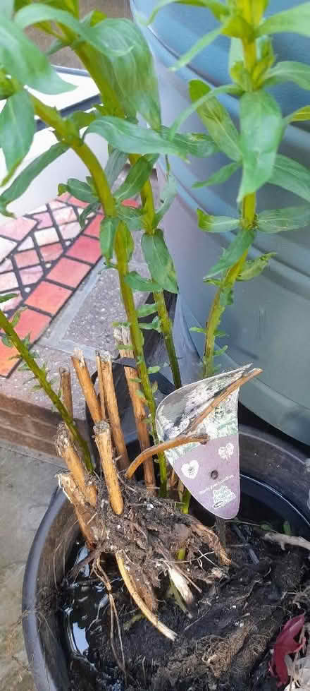 Photo of free Pond plants. (Welling DA16) #4