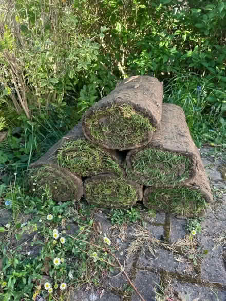 Photo of free Turf grass (Tolwort KT5) #2