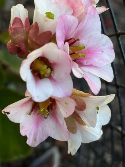 Photo of Perennial plants / pollinators (North Reading) #2