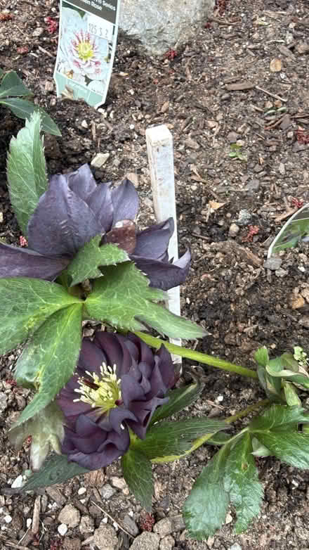 Photo of Perennial plants / pollinators (North Reading) #1