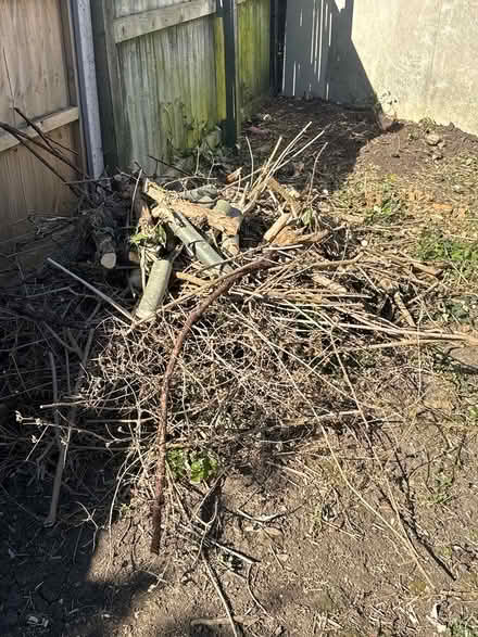 Photo of free Varied logs and twigs (GL2) #1