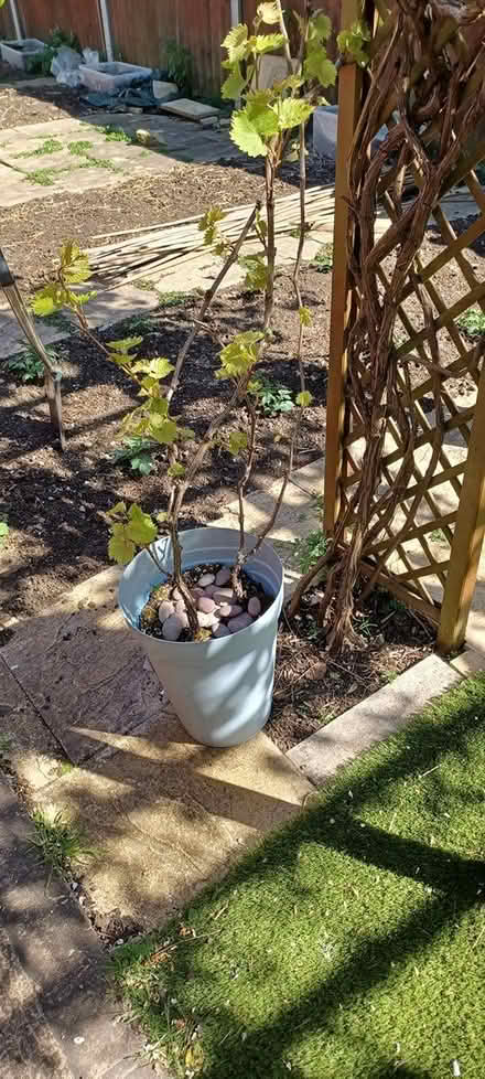 Photo of free Grape plant (SN21DW) #1