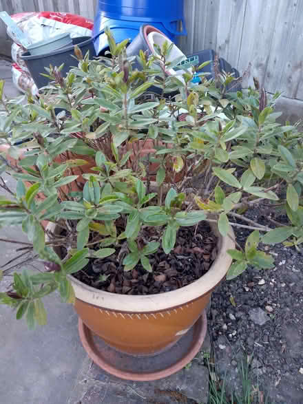 Photo of free Hebe plant [pot not included] (Woodley RG5) #1
