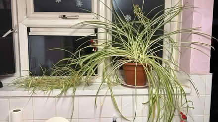 Photo of free Spider plant (Far Bletchley MK3) #1