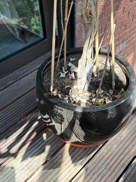 Photo of free Large black plant pot (Nine Elms) #1