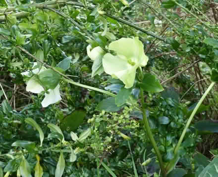 Photo of free White hellebore divisions (Paignton TQ4) #1