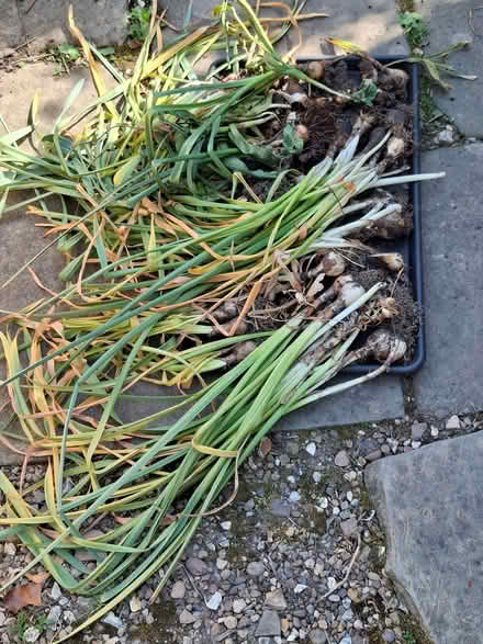 Photo of free Mixed Spring Bulbs (Norton S8) #1