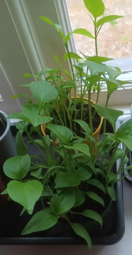 Photo of free Sweet pepper seedlings (Appleby-in-Westmorland CA16) #1