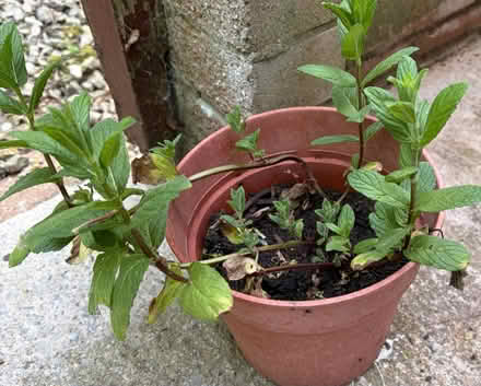 Photo of free Pot of garden mint (Westbury Wilts BA13) #1