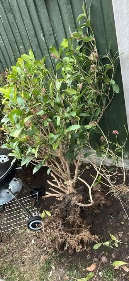 Photo of free plant (Chasetown WS7) #2