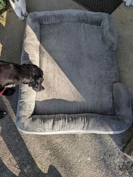 Photo of free RESERVED -Large orthopedic dog bed (Dublin) #1