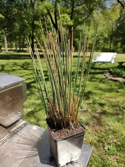 Photo of free Small blue ornamental grass (Odenton) #1