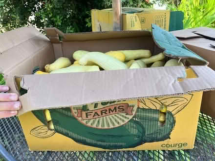 Photo of free foodstuff -- veggs (south sunnyvale) #2