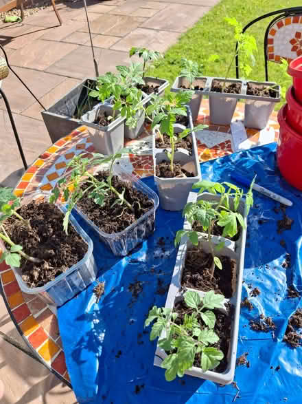 Photo of free Tomato Plants (Waterthorpe S20) #1