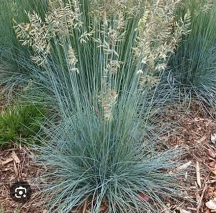 Photo of free Small blue ornamental grass (Odenton) #1