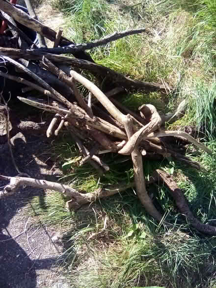 Photo of free Old Tree Branches (Cliftonville CT9) #3