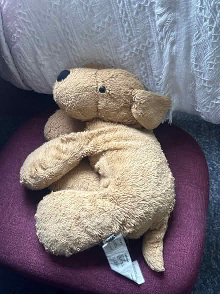 Photo of free Toy dog (EH9 Meadows) #1