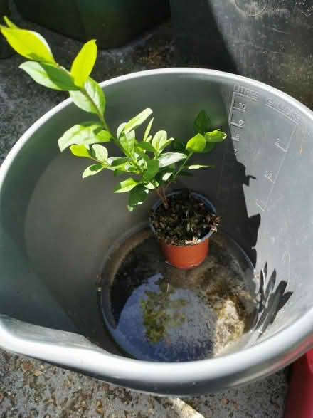 Photo of free Single new privet (Adeyfield. HP2) #1