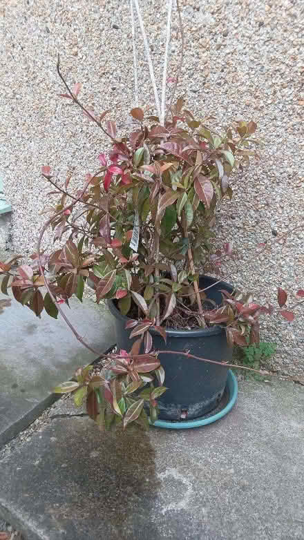 Photo of free Climbing Jasmine (Kingswood BS15) #1