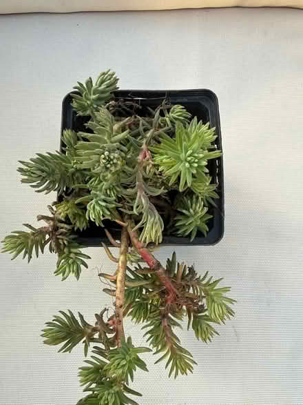 Photo of free Plant sedum Angelica (Norbury CR7) #2
