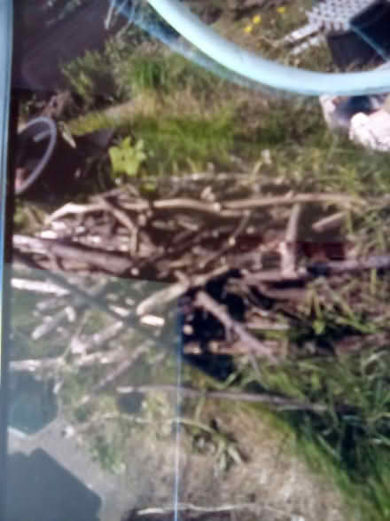 Photo of free Old Tree Branches (Cliftonville CT9) #1