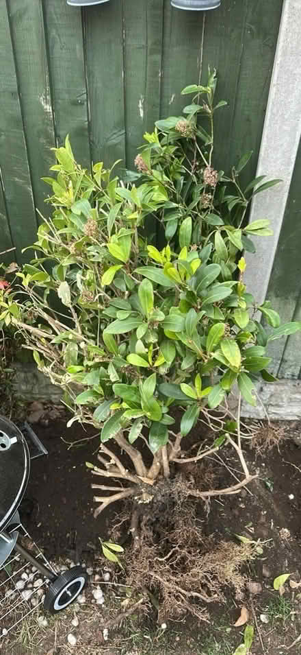 Photo of free plant (Chasetown WS7) #1