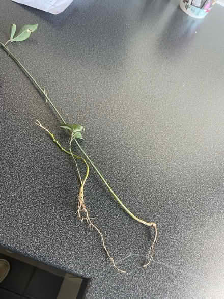Photo of free Passion flower roots (Welling DA16) #1