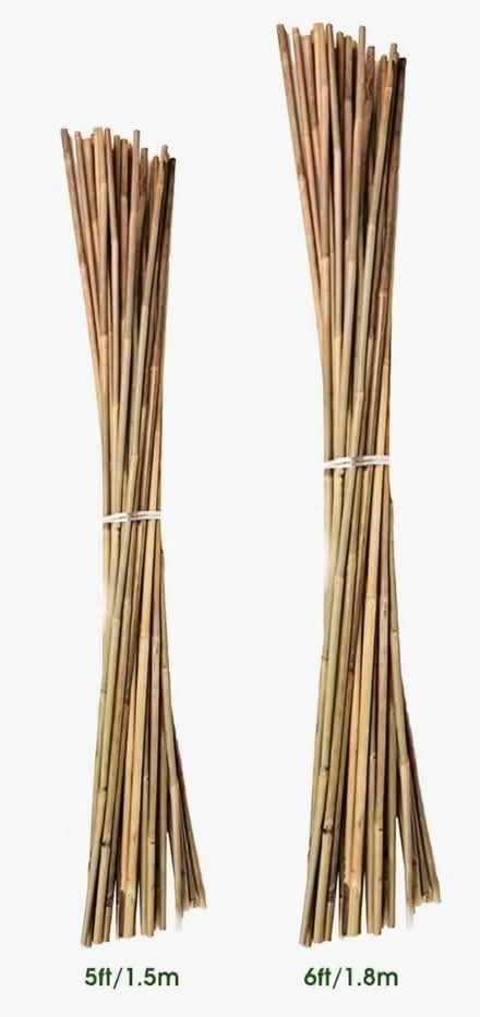Photo of Bamboo tomato canes - 5' tall (Norwich) #1