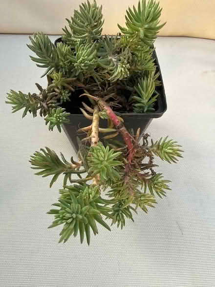Photo of free Plant sedum Angelica (Norbury CR7) #1