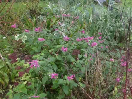 Photo of free Salvia involuctra (Paignton TQ4) #1