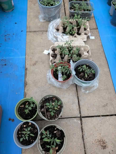 Photo of free Tomato 🍅 plants seedlings (Stonehouse) #1