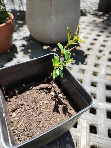 Photo of free Tiny start for a crepe myrtle (Odenton) #1